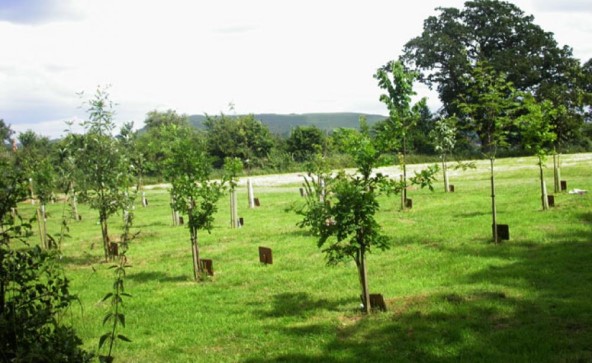 cementerios ecológicos en México