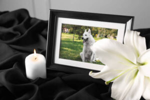 Imagen de Servicios Funerarios para Mascotas: Preguntas Frecuentes
